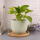 Blumentopf "Stylo Mint" Beton Ø15cm | Deko-Topf Pflanztopf Vase Zimmerpflanze